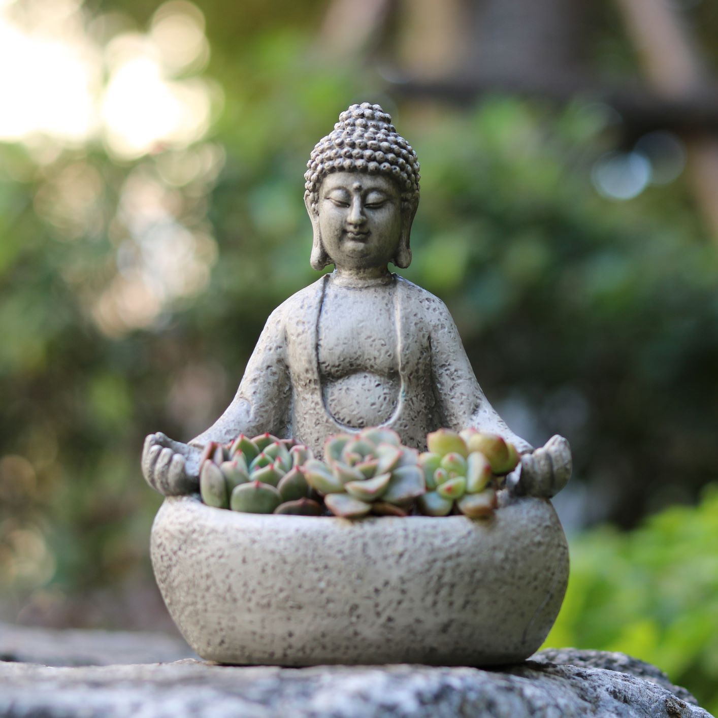 Meditating Buddha Succulent Pl - Succulent Planter Pot 评论和价格