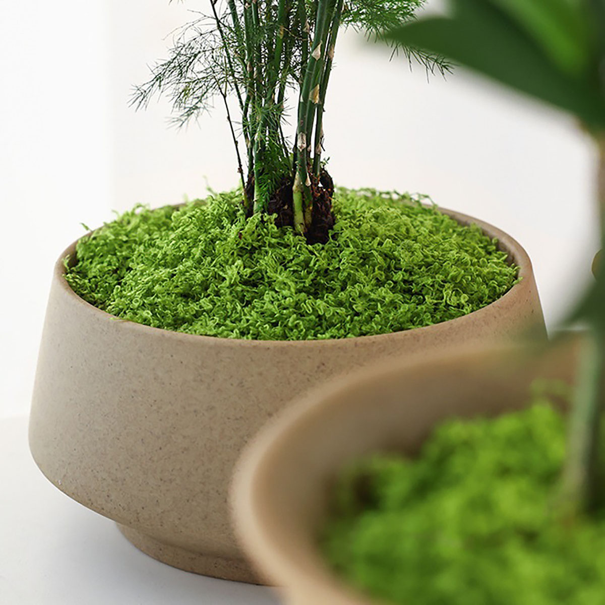 About 20g Artificial Green Pla - Home Decor Handicraft 评论和价格
